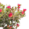 Flor de seda o portulaca umbraticola (verdolaga)