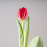 Ramillete de Tulipanes Rojos