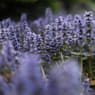 Ajuga repens