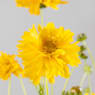 Coreopsis grandiflora