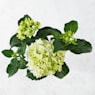 Hortensia de exterior