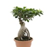 Bonsai Ficus Gingeng (Ficus microcarpa 'Ginseng')