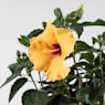 Hibiscus rosa sinensis