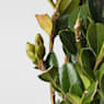 Boj cono (Buxus microphylla 'Faulkner')