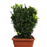 Boj (buxus sempervirens suffruticosa)