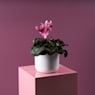 Cyclamen (varios colores)