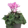 Cyclamen (varios colores)