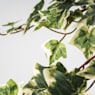 Ivy verde variegata artificial