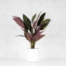 Mata de calathea peacok artificial