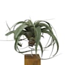 Tillandsia xerografica con bloque de madera