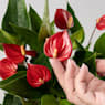 Anthurium 'Million Flowers Red'