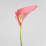 Anthurium 'Joli Pink' Karma®