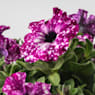 Petunia 'Magic Sky'