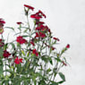 Clavelina (dianthus chinensis)