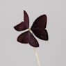 Oxalis Triangularis