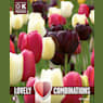 Bolsa 15 bulbos tulipanes late black