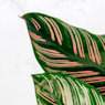 Calathea ornata 'Sanderiana'