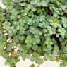 Pilea glauca