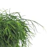 Rhipsalis 'Cashero'