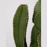 Euphorbia ingens