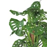 Monstera obliqua