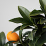 Kumquat (Citrus fortunella)