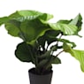 Calathea orbifolia