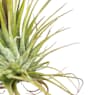 Tillandsia ionantha