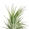 Tillandsia scaposa