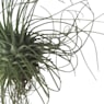 Tillandsia fuchsii f. gracilis