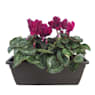 Cyclamen mini (varios colores)