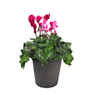 Cyclamen mini (varios colores)