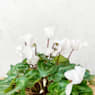 Cyclamen blanco