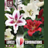 Bulbos lilium ot mix colores 5uds