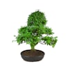 Bonsai Ligustro japonés (Ligustrum)