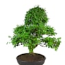 Bonsai Ligustro japonés (Ligustrum)