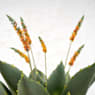 Planta Artificial Agave con Flores Naranjas