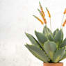 Planta Artificial Agave con Flores Naranjas