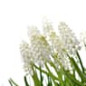 Muscari aucheri 'White Magic'