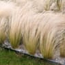 Gramínea Stipa tenuissima