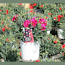 Clavel (dianthus kahori)