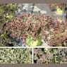 Trébol (trifolium repens)