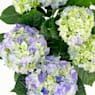 Hortensia de Interior mini