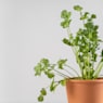 Cilantro (coriandrum sativum) - Planta aromática