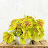 Heucherella hybrida solar eclipse