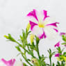 Petunia Milliflora varios colores