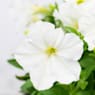 Petunia Milliflora varios colores