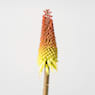 Kniphofia uvaria