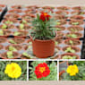 Tagetes patula (Clavel de moro)