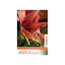 Bolsa 1 bulbo hippeastrum cibister bogota